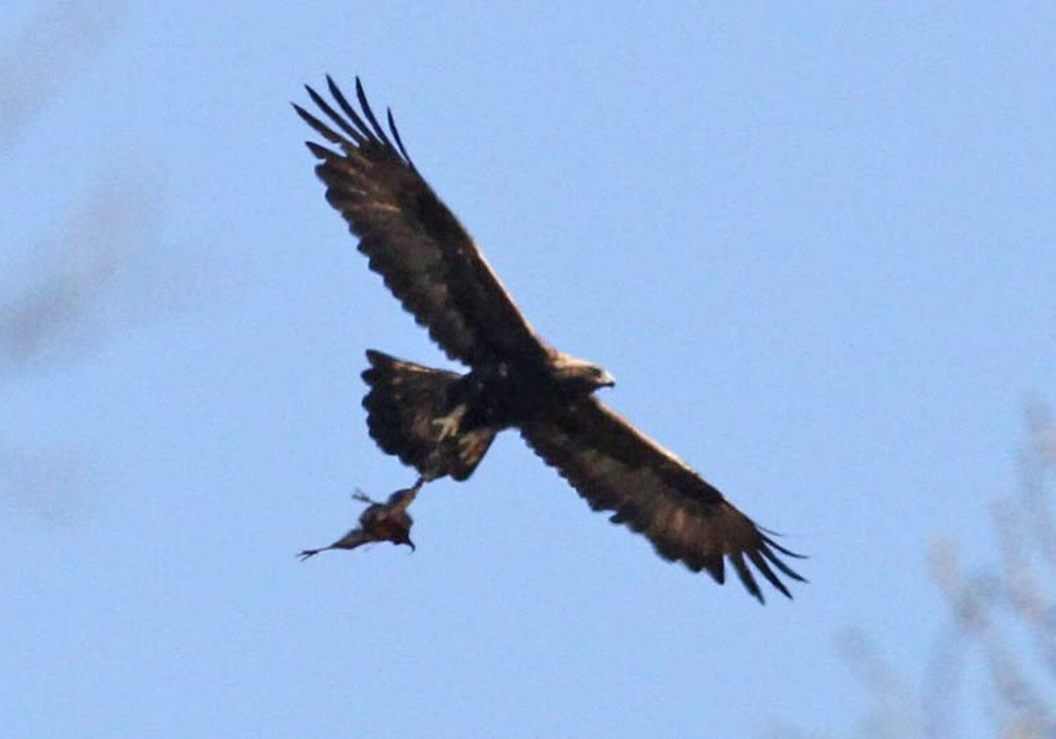 ヤマドリを運ぶイヌワシ